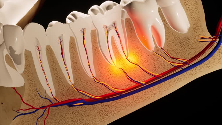 an image showing the tooth roots and nerves